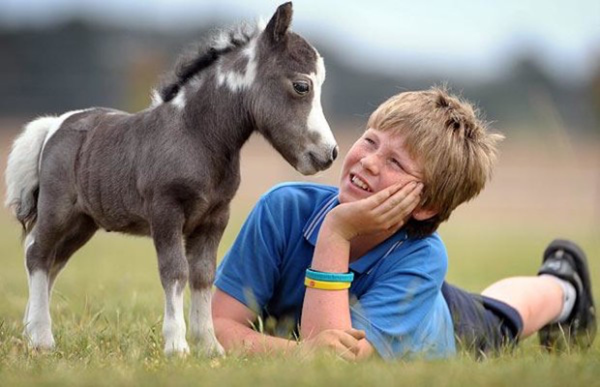 Lucky Boy and His Adorable 15 Inches Tall Pony
