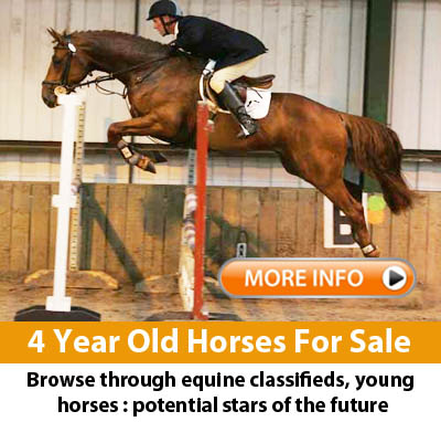 4 Year Old Horses For Sale