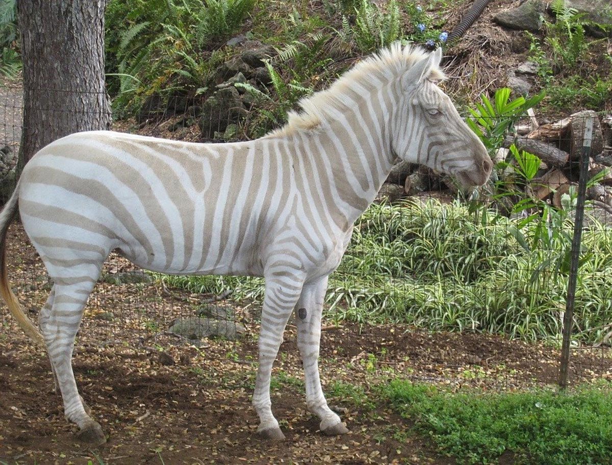 A pseudo albino Zebra