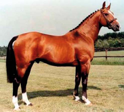 Alme - Selle Francais Stallion