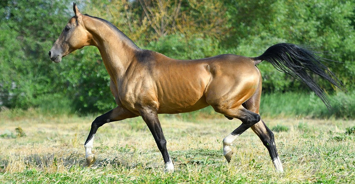 Amanat (Miras x Peikam) - Akhal Teke Stallion