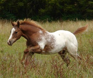 Appaloosa-Foals-For-Sale.jpg