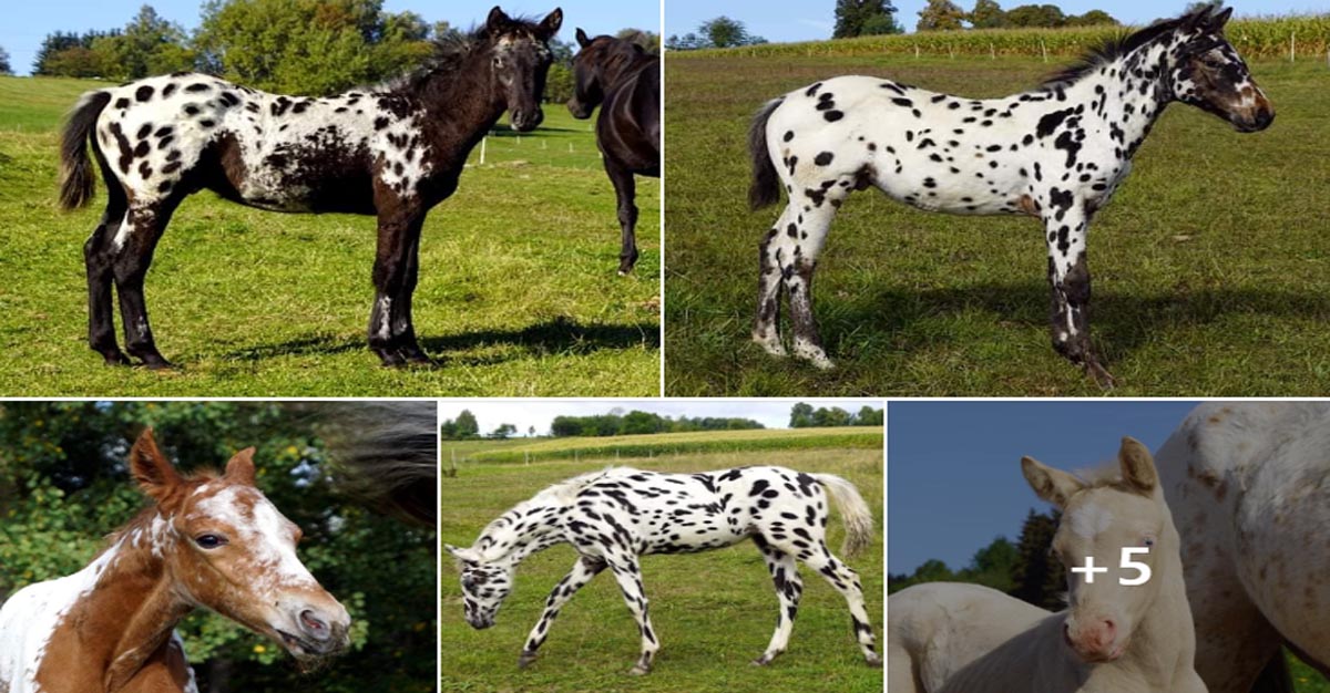 Appaloosa Foals @Chexys Farm, Czech Republic