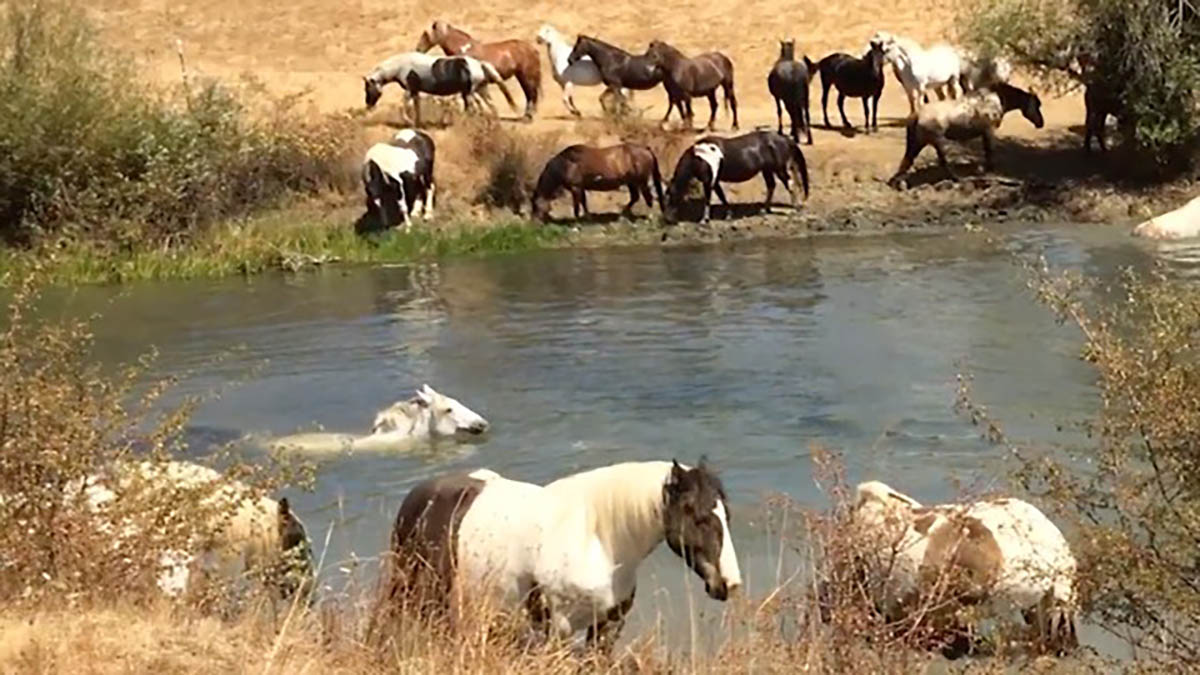 At Dutches Sanctuary Horses Are Having A Pool Party