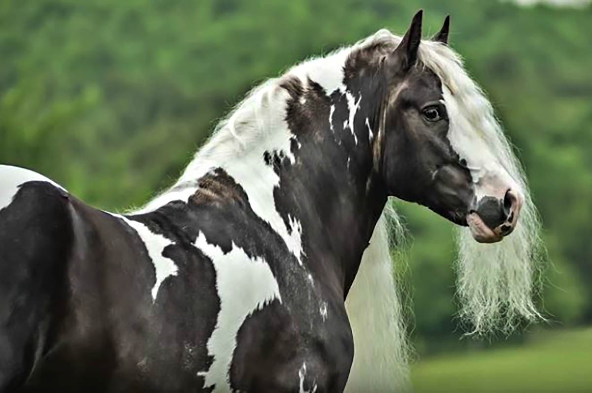 Austin: Truly Special Gypsy Vanner Horse