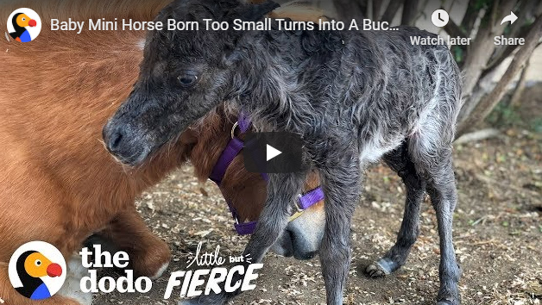 Baby Mini Horse Born Too Small Turns Into A Bucking Bronco
