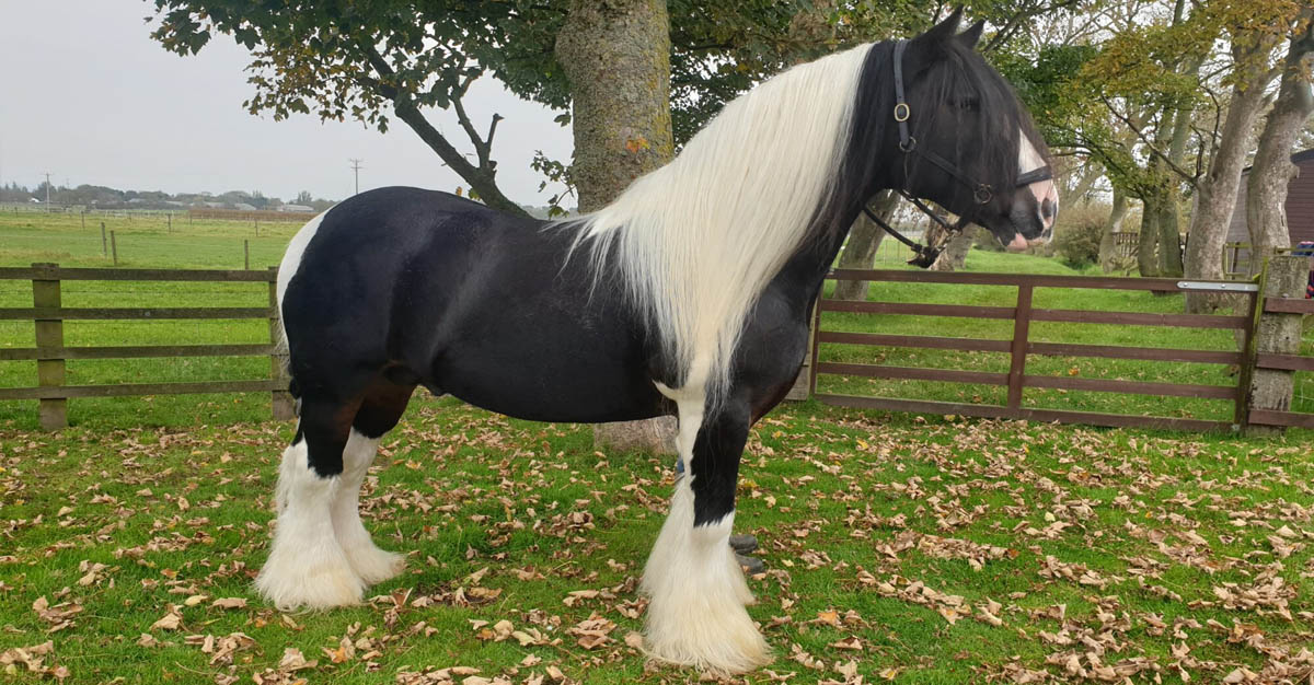 15.1hh Beau Diddley - Chaps Graded Stallion - Coloured Stallion