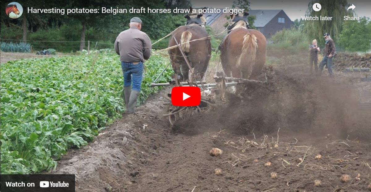Belgian Draft Horses Used To Potato Harvest In The Traditional Way