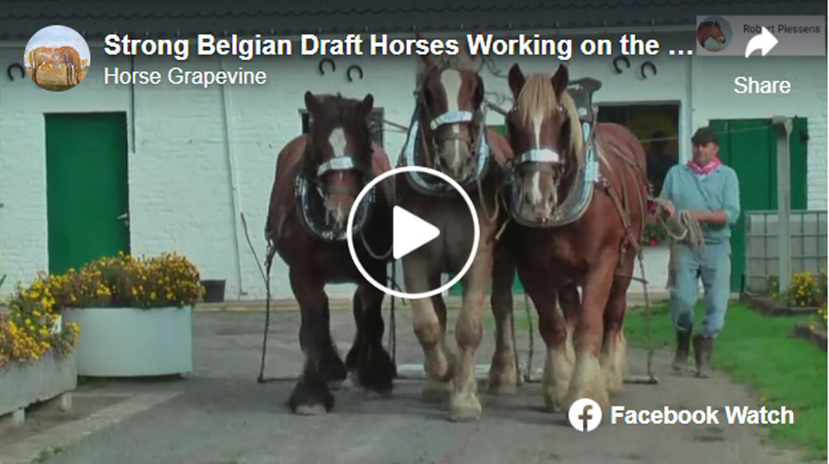 Strong Belgian Draft Horses Working on the Farm