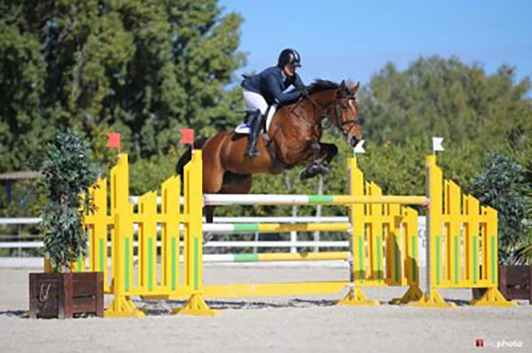 Billy Picador (Billy Mexico x Animo) - 7 Year Old