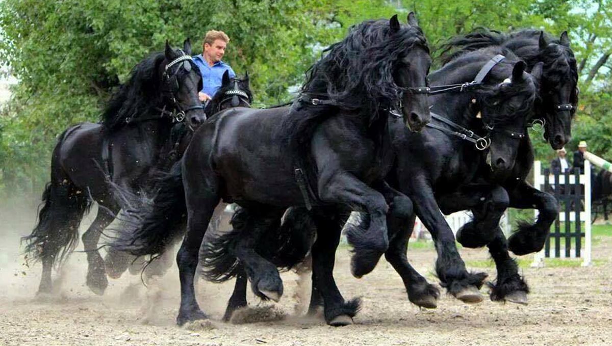 Black Friesian Horses Frzland Puszta