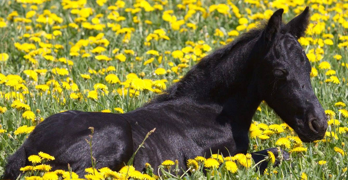 Black Foal In Yellow Flowers