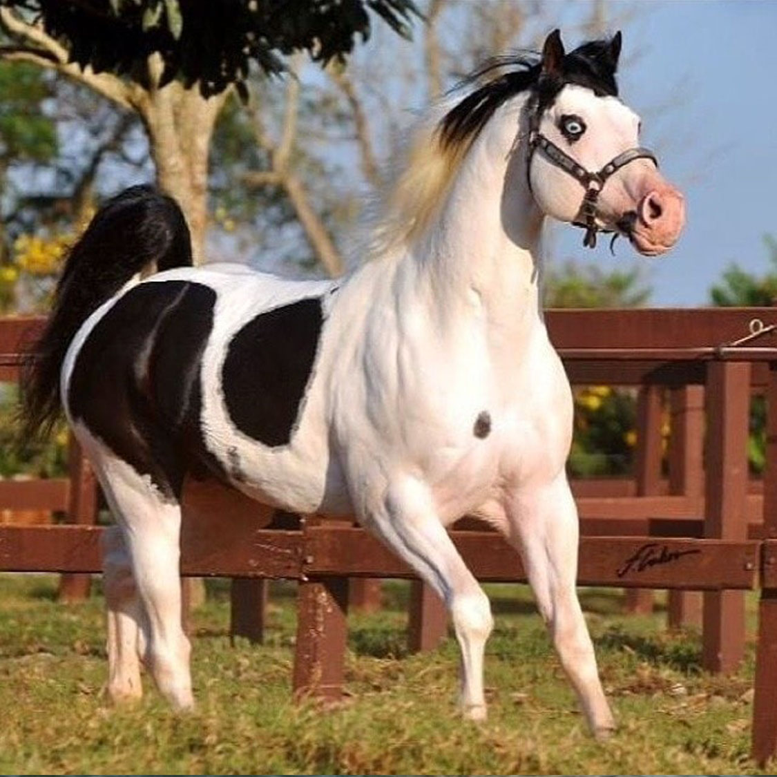 Black and White APHA Stallion