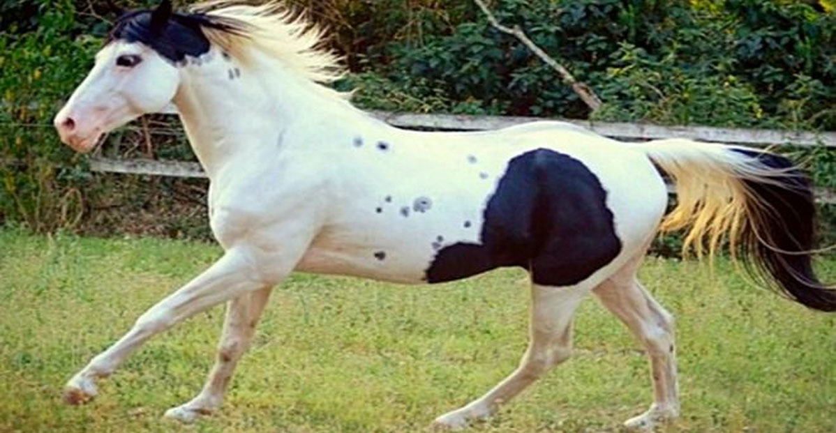 Buddy Shoe Shine, Black and White APHA Stallion @Haras Vila Colonial - Coloured Stallion