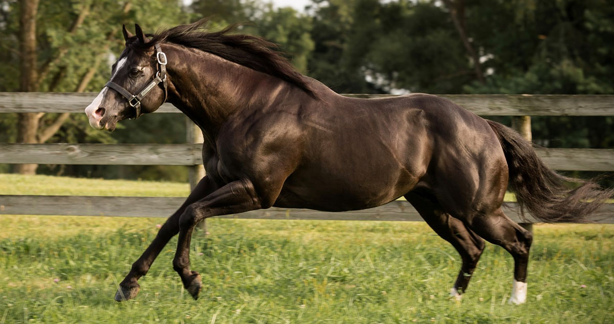 Nite Moves - Black AQHA Stallion