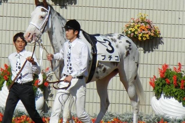 Buchiko - The Spotted Race Horse