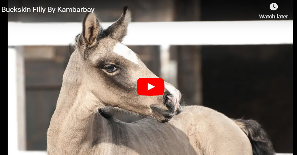 Kharisma SSH - Buckskin Filly Foal By Kambarbay