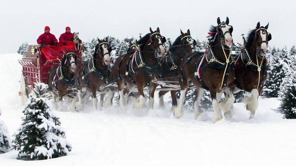 The Majestic Budweiser Clydesdales- Such beauty - Merry Christmas