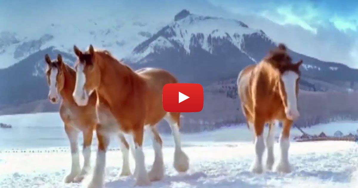 Budweiser Horses Snowball Fight