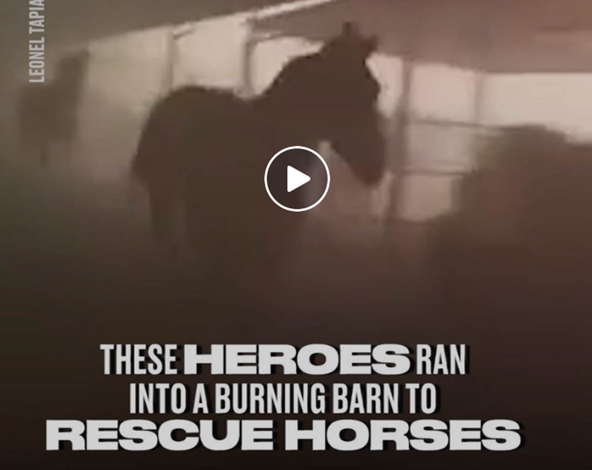 Heroes Run Into Burning Barn To Rescue Horses