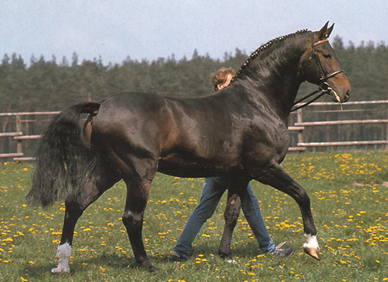 Calypso II (1974-1995 - Breeder: Otto Ernst Lill)