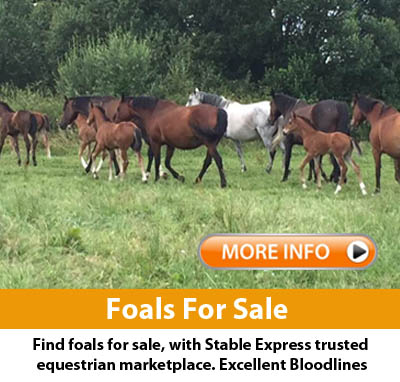 Foals Horses For Sale