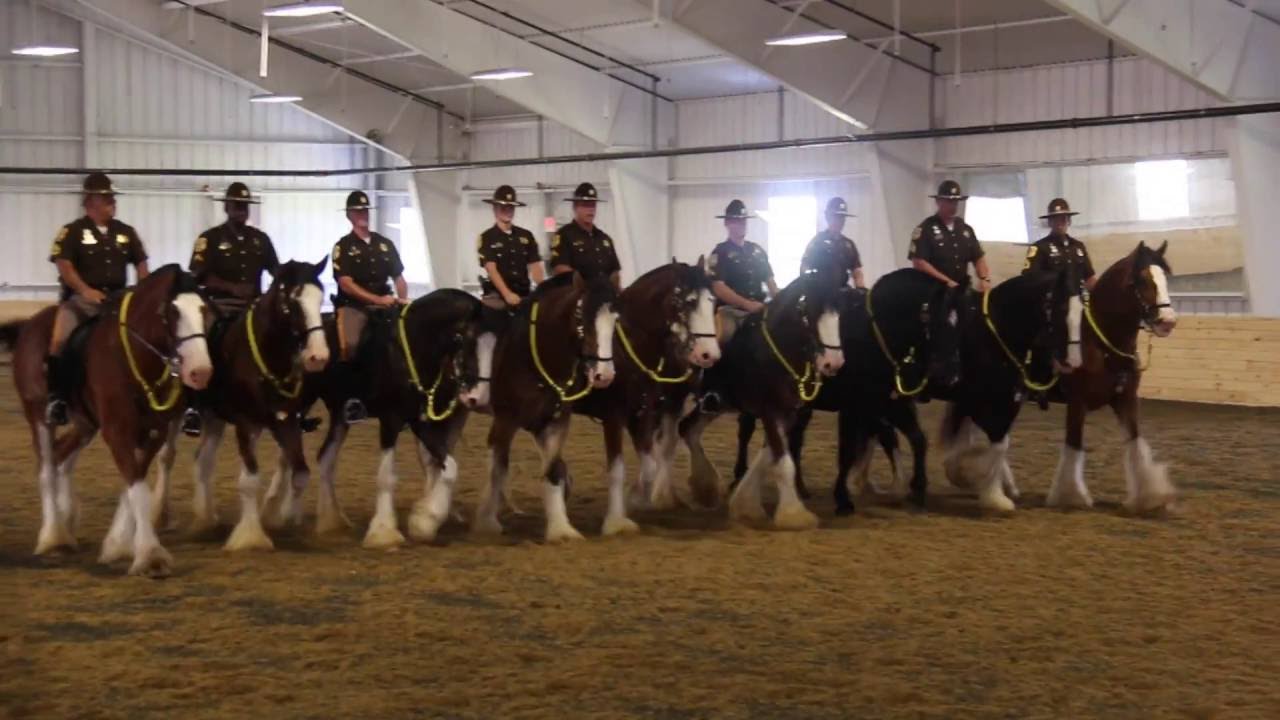 The Graduation Of The Clydesdale Horses Of The New Castle County Mounted Patrol