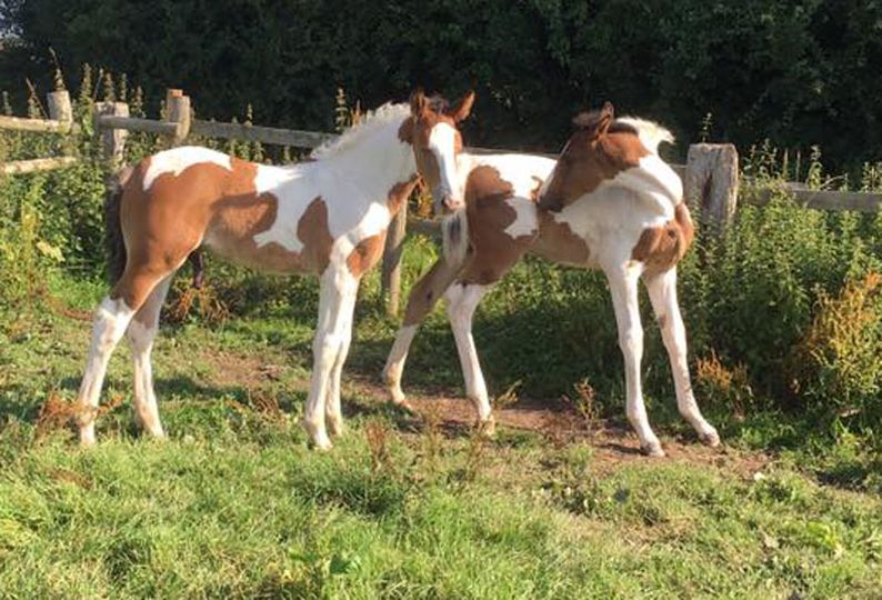 Coloured Foals - Black and White / Brown and White Foals