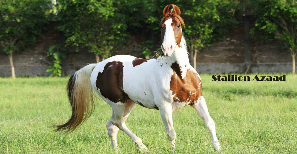 Coloured Marwari Stallion
