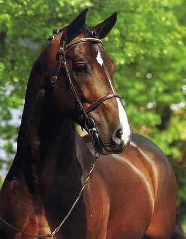 Coriander - Dressage Stallion