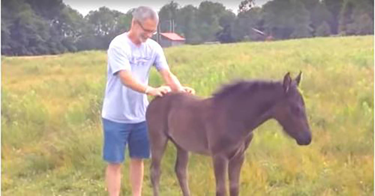 Cute Foal Keeps Begging For More