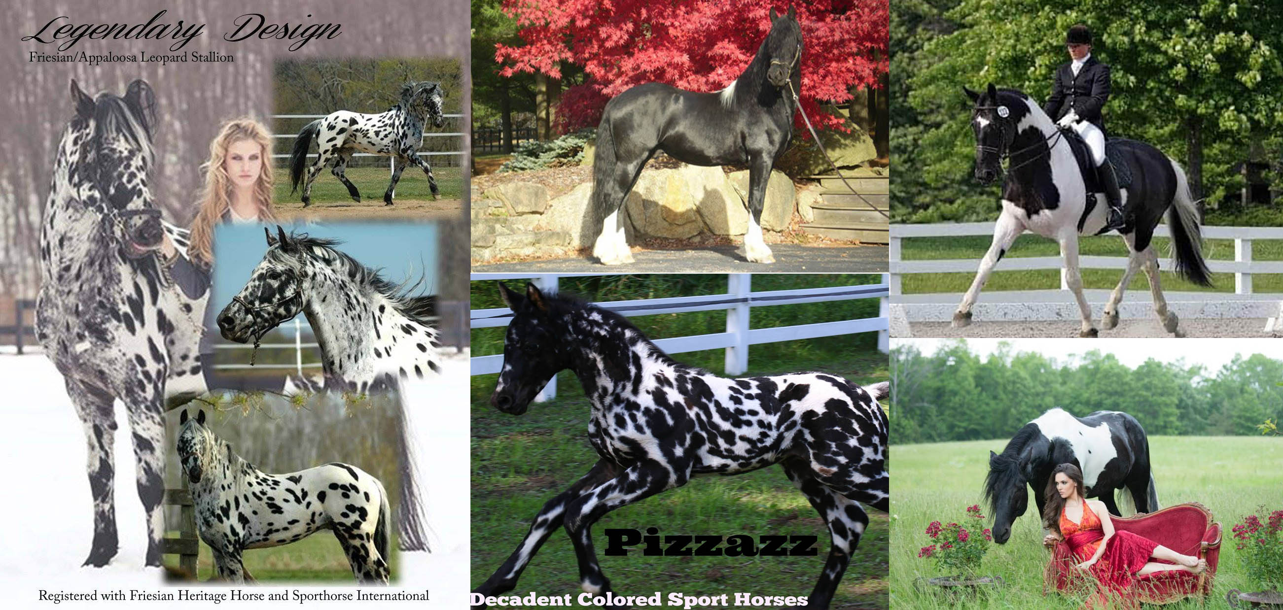 Decadent Colored Sport Horses - New Jersey, USA