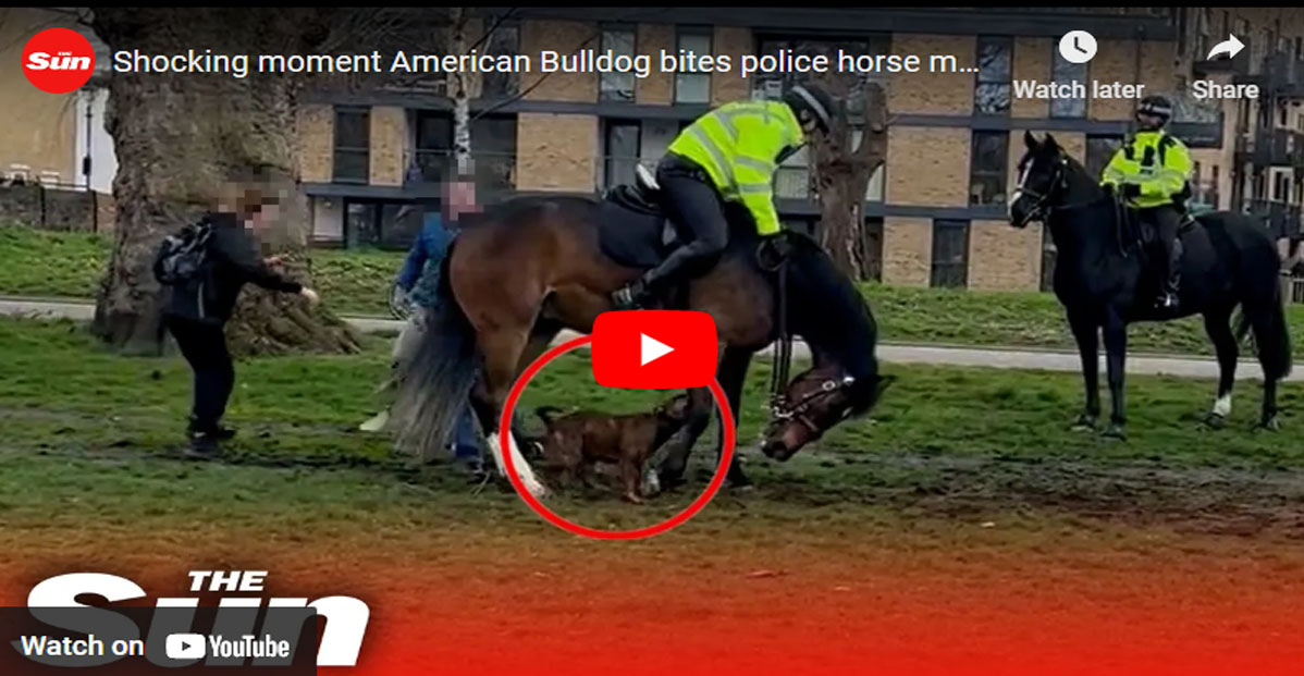 Shocking moment American Bulldog bites police horse multiple times in Victoria Park