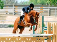California Sport Horses - Buying and Selling Horses