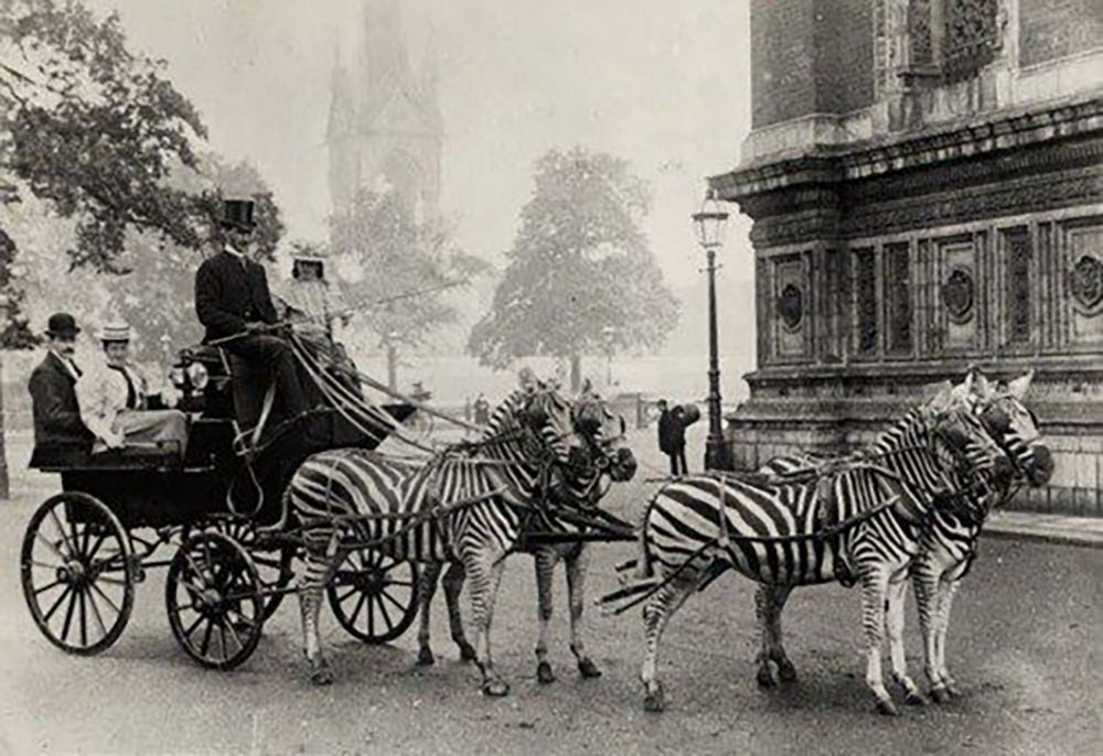 That time Lord Rothschild drove a carriage pulled by six zebras to prove a point