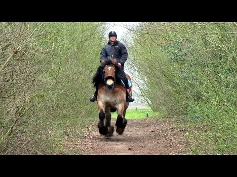 Dutch Draft Horse - Maarten