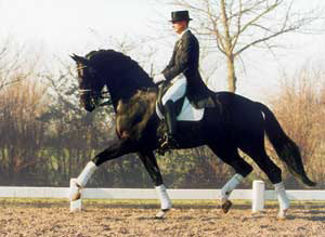 Dressage Horse Gribaldi & Rider Edward Gal