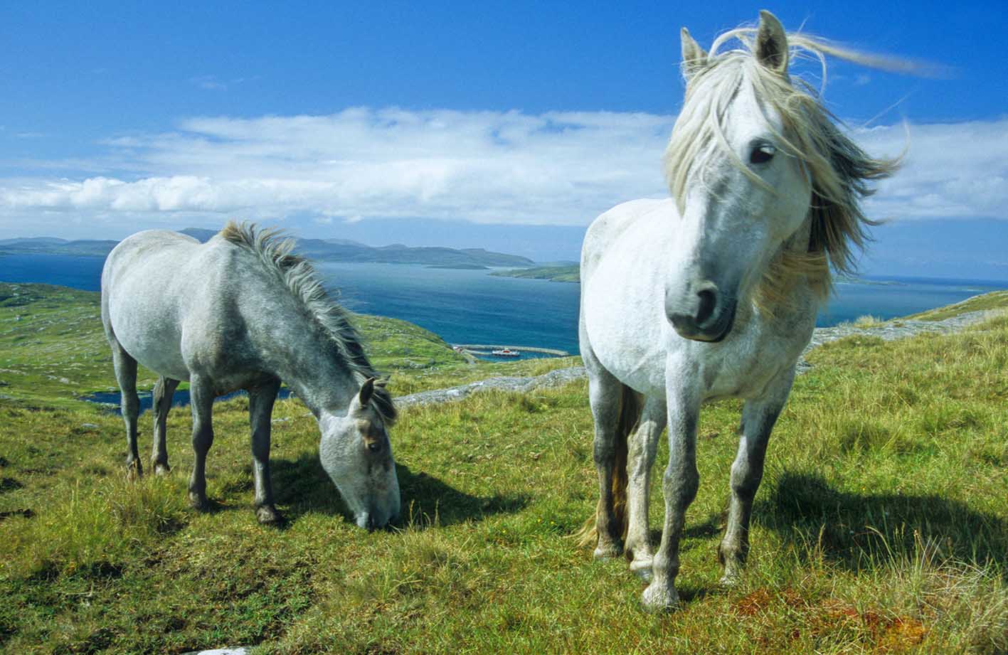 Endangered British Horses