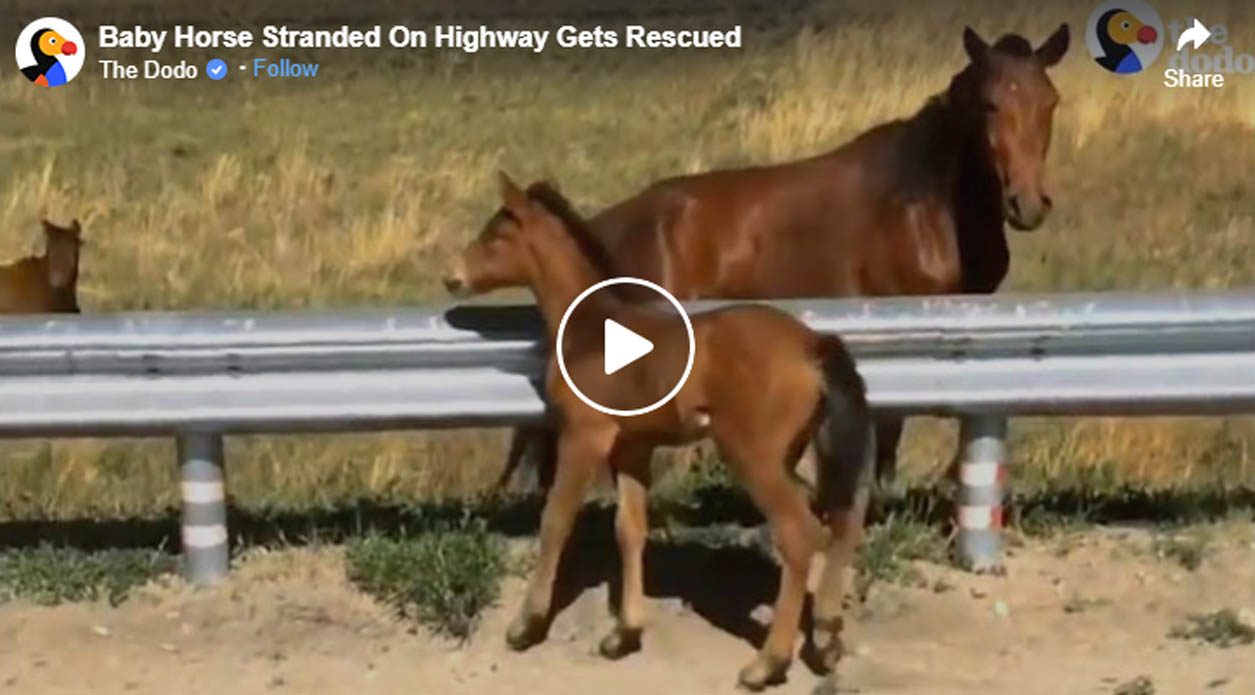 Foal Stranded On Highway Gets Rescued By Passers-by