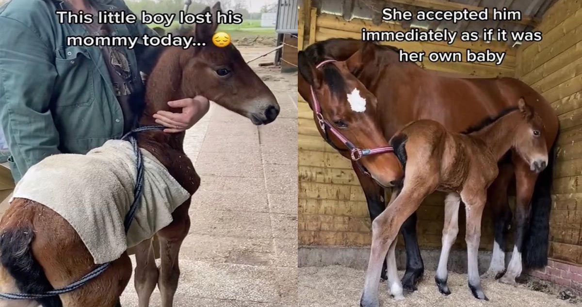 Mare who lost her foal and a foal who lost his mom