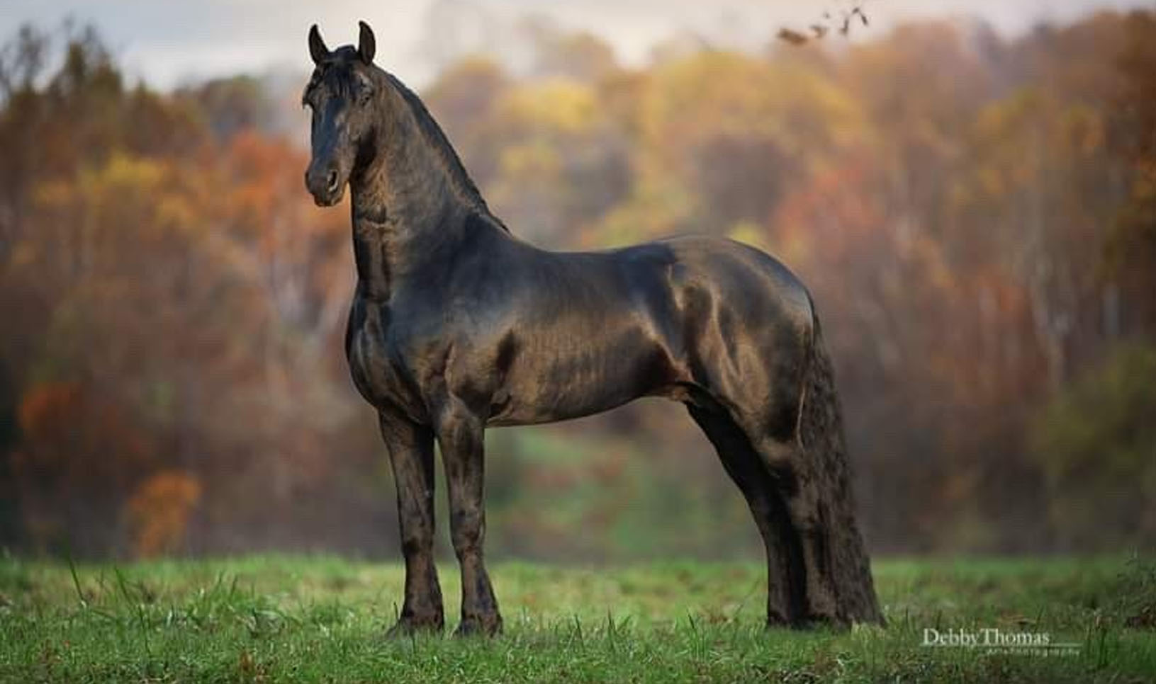Galahad KGF - Friesian Stallion (Julius 486 x Reinder 452)