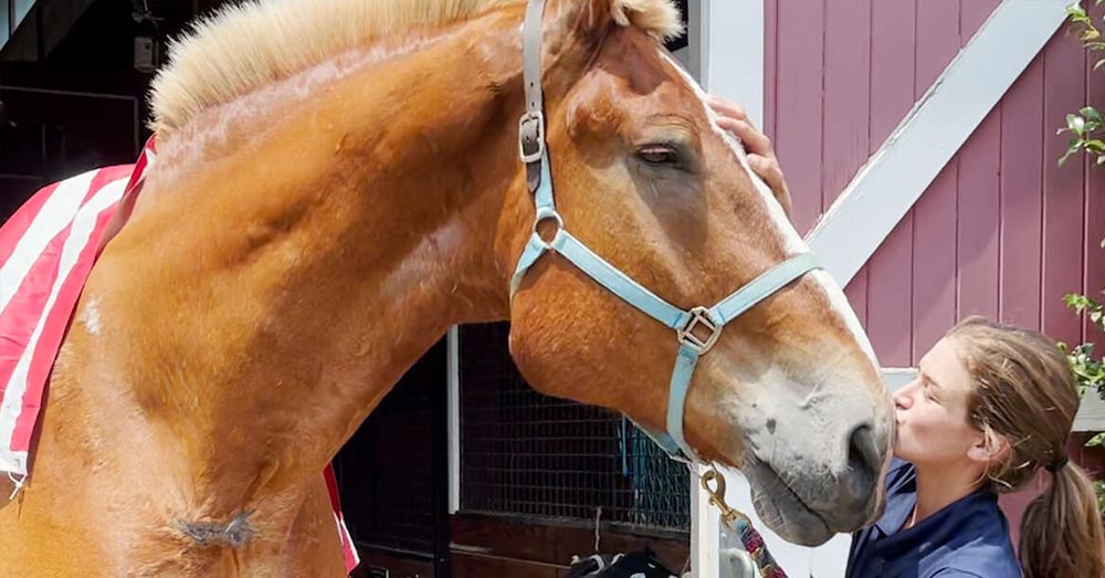 Giant Rescue Horse Is Finally Enjoying Retirement After 20 Years of Work