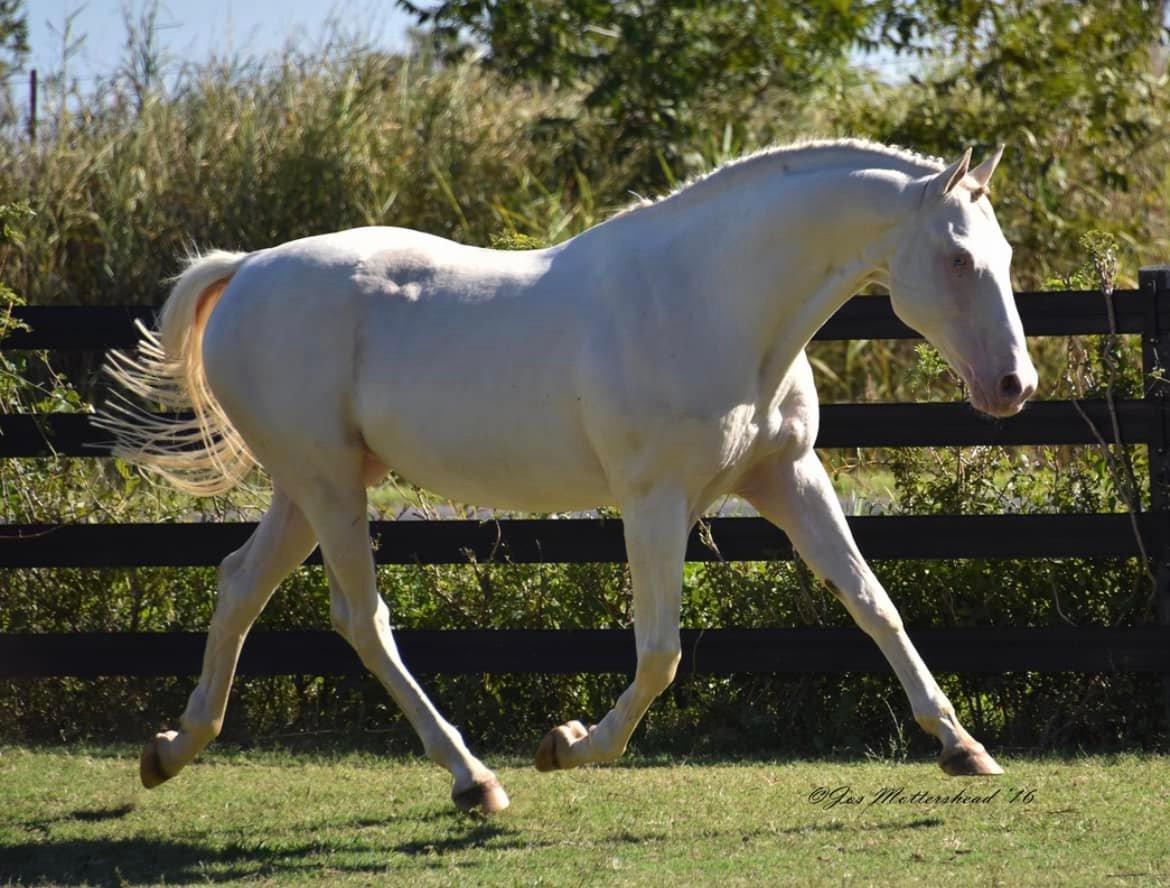 Goldmaker-1999 Thoroughbred stallion (Glitter Please x Desire For Gold/Milkie) 