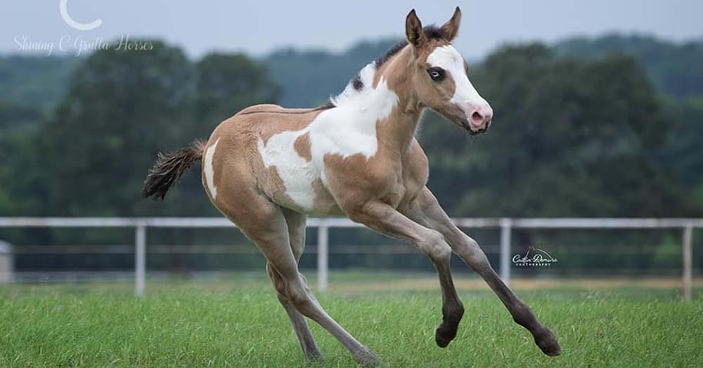 Gorgeous Foal... @Shining C Grulla Horses