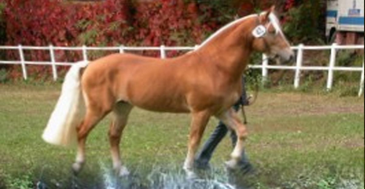 Haflinger Pony Stallion - Montreal