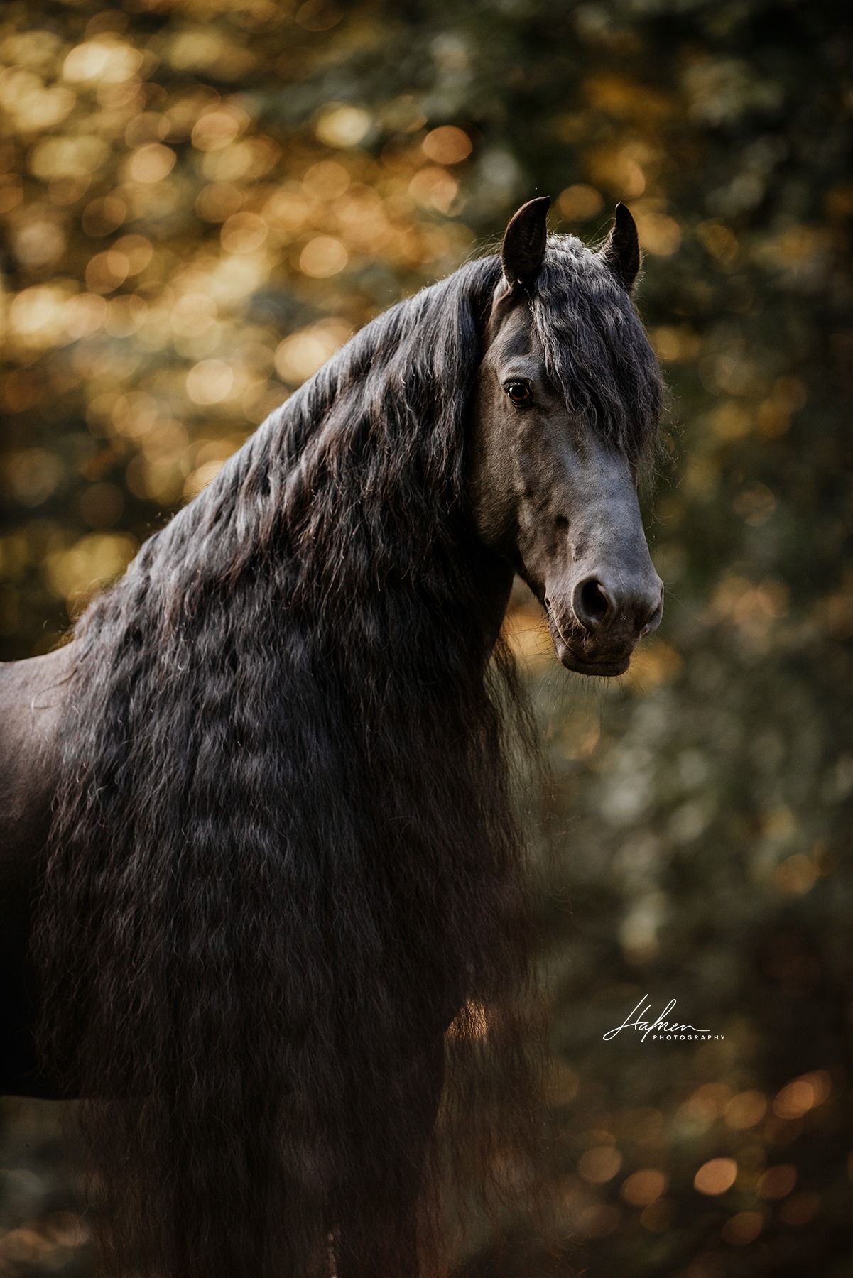 Hafner Equestrian Photography.jpg