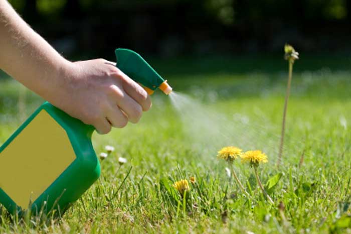 Herbicides can help treat Ragwort