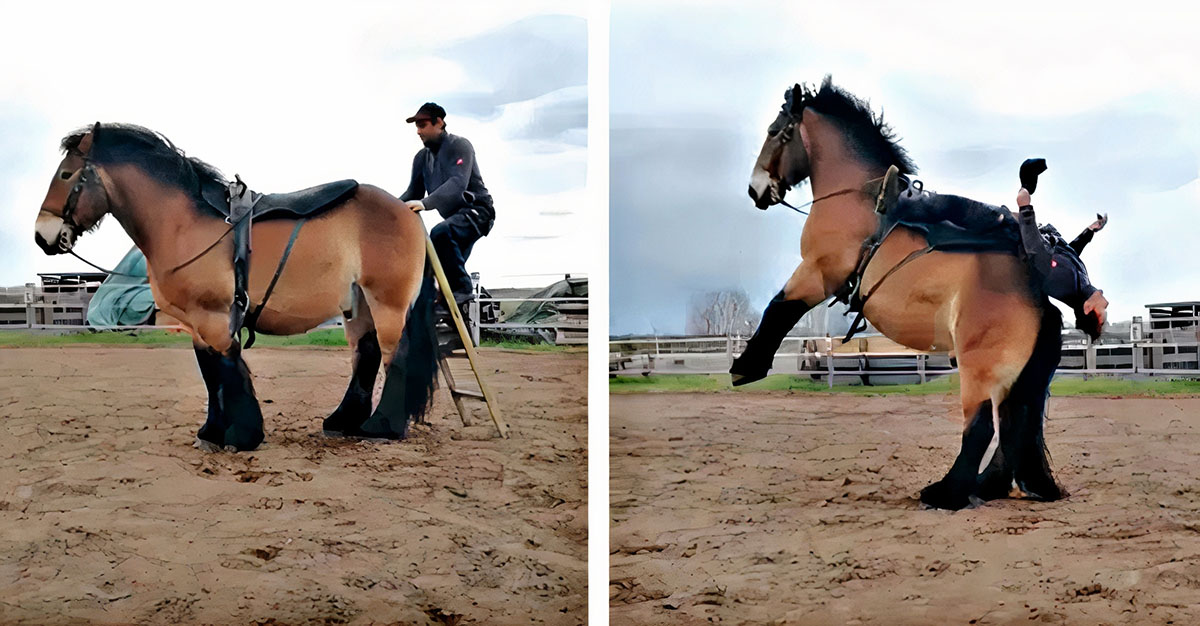 Man Shows The Trust He Has On His German Draft Horse