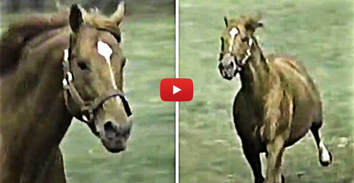 Historical Footage Of 12-Year-Old Secretariat Running Like A Colt