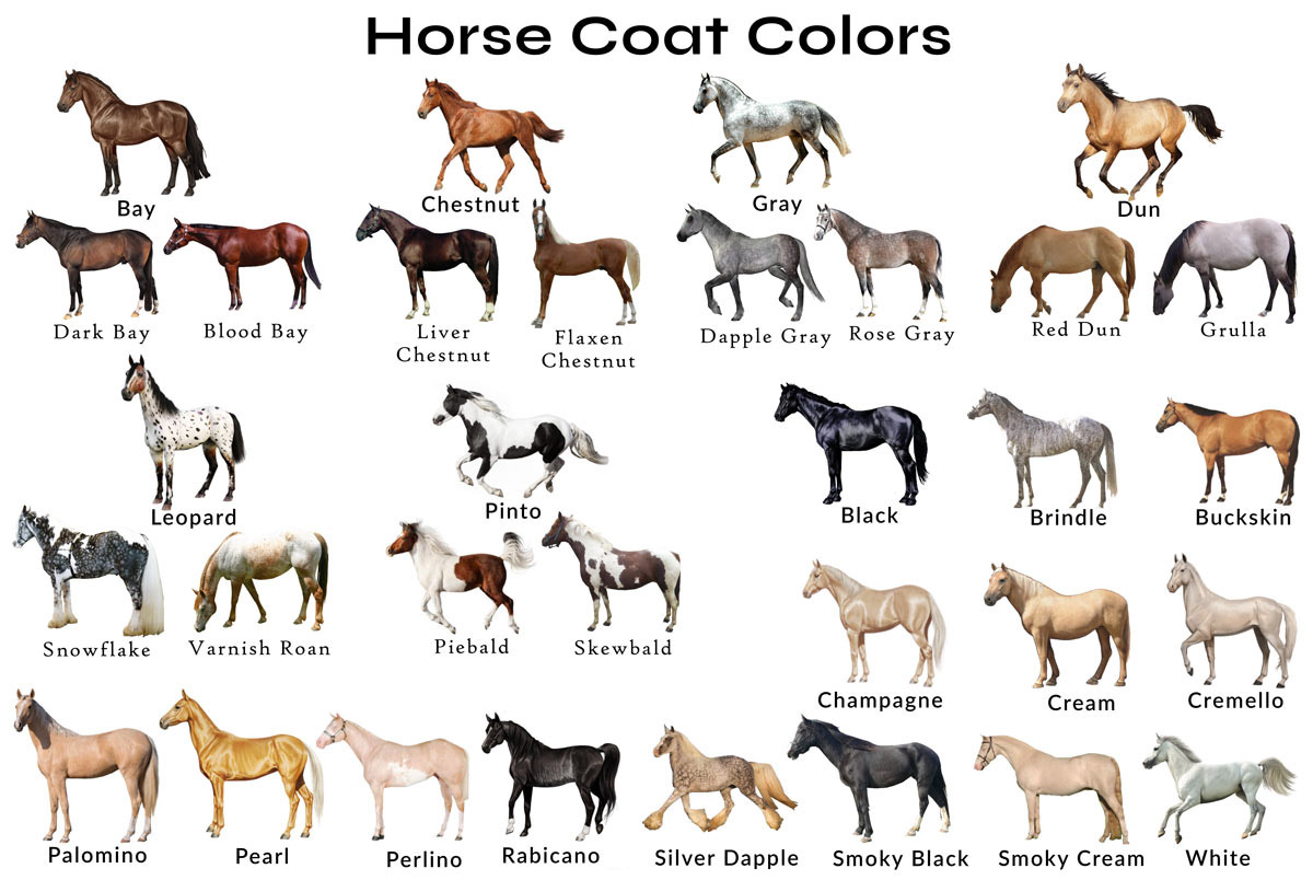 Horse Coat Colors and Patterns
